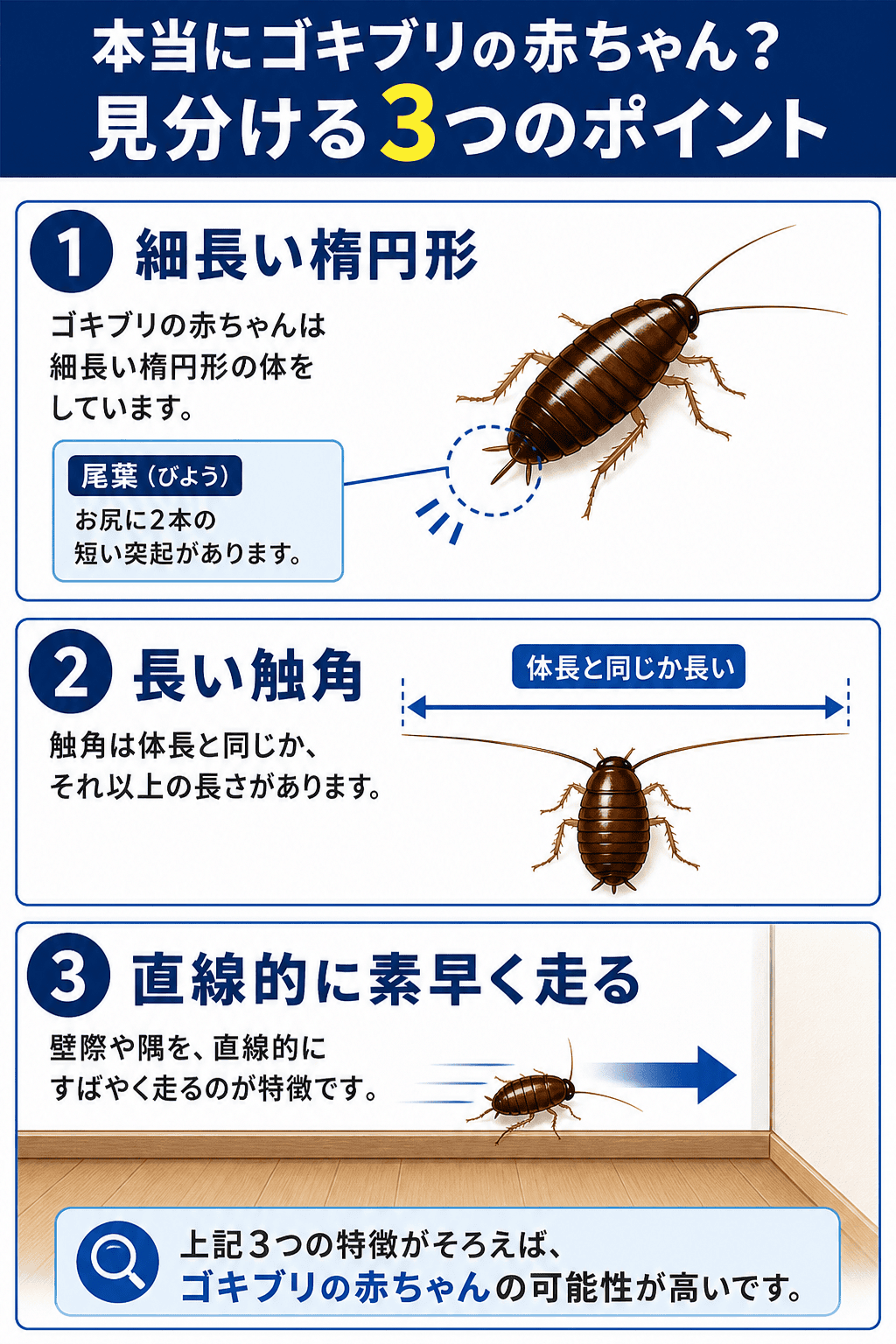 ゴキブリの赤ちゃんを見分ける3つのポイント