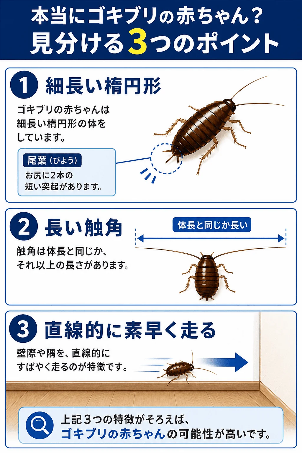 ゴキブリの赤ちゃんを見分ける3つのポイント