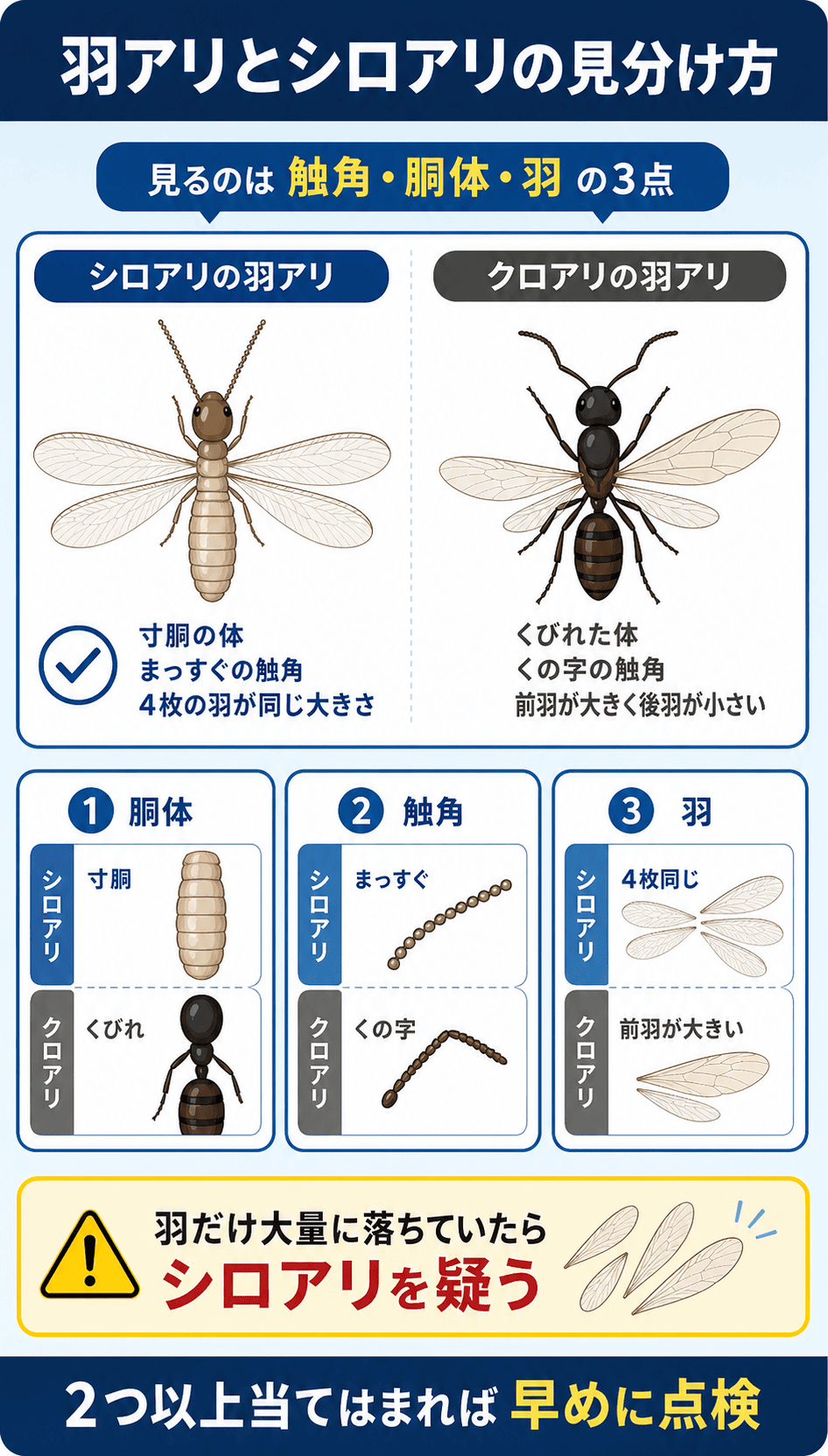 羽アリとシロアリの違い｜触角・胴体・羽で見分ける3ポイント
