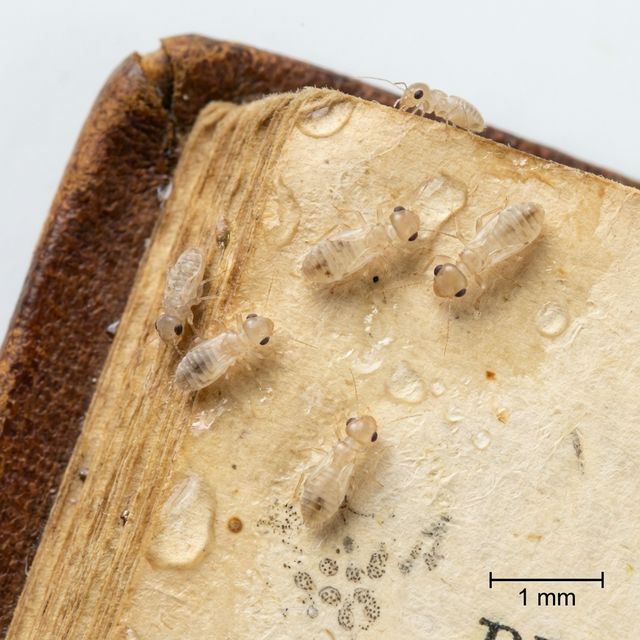 チャタテムシの写真