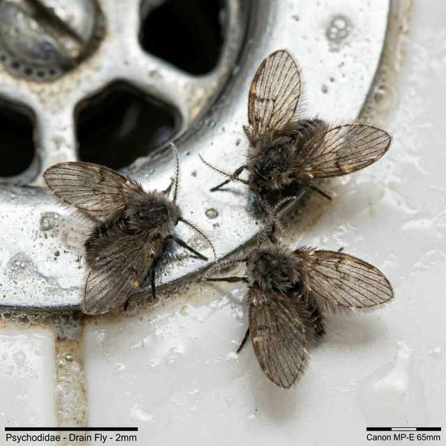 チョウバエの写真