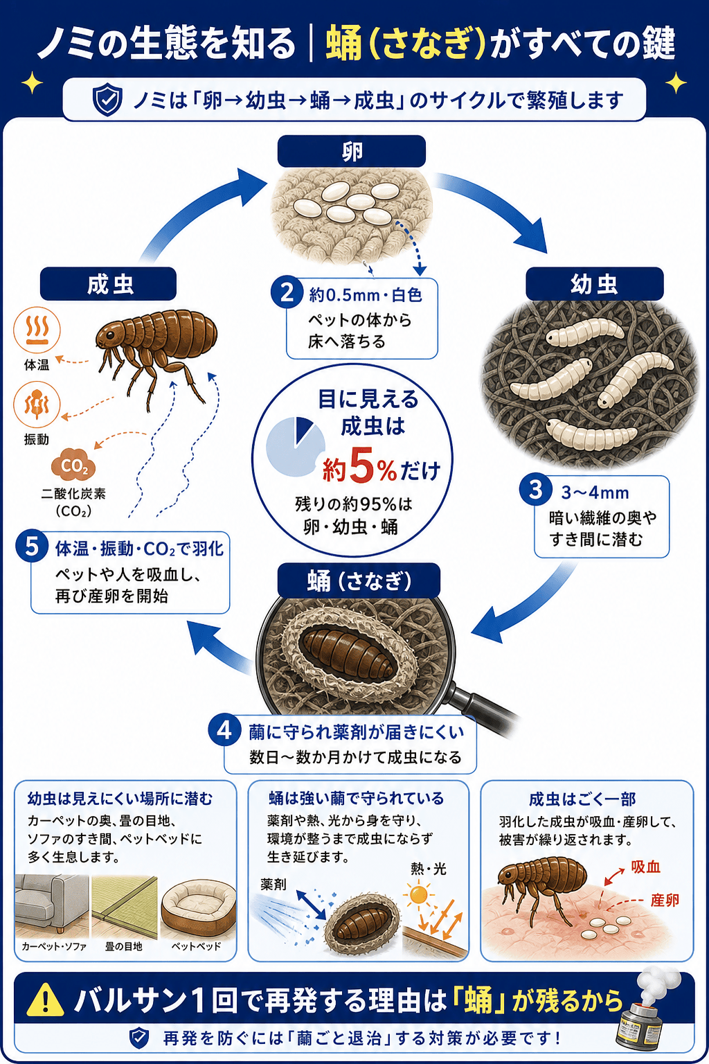 ノミの生態を知る｜蛹（さなぎ）がすべての鍵