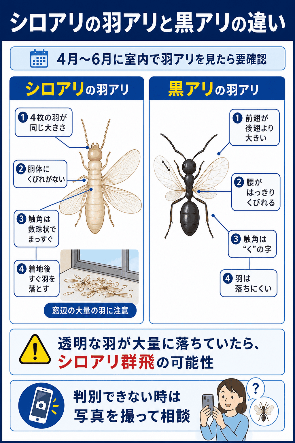 シロアリの羽アリと黒アリの羽アリの違い