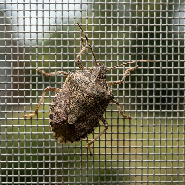 カメムシの写真